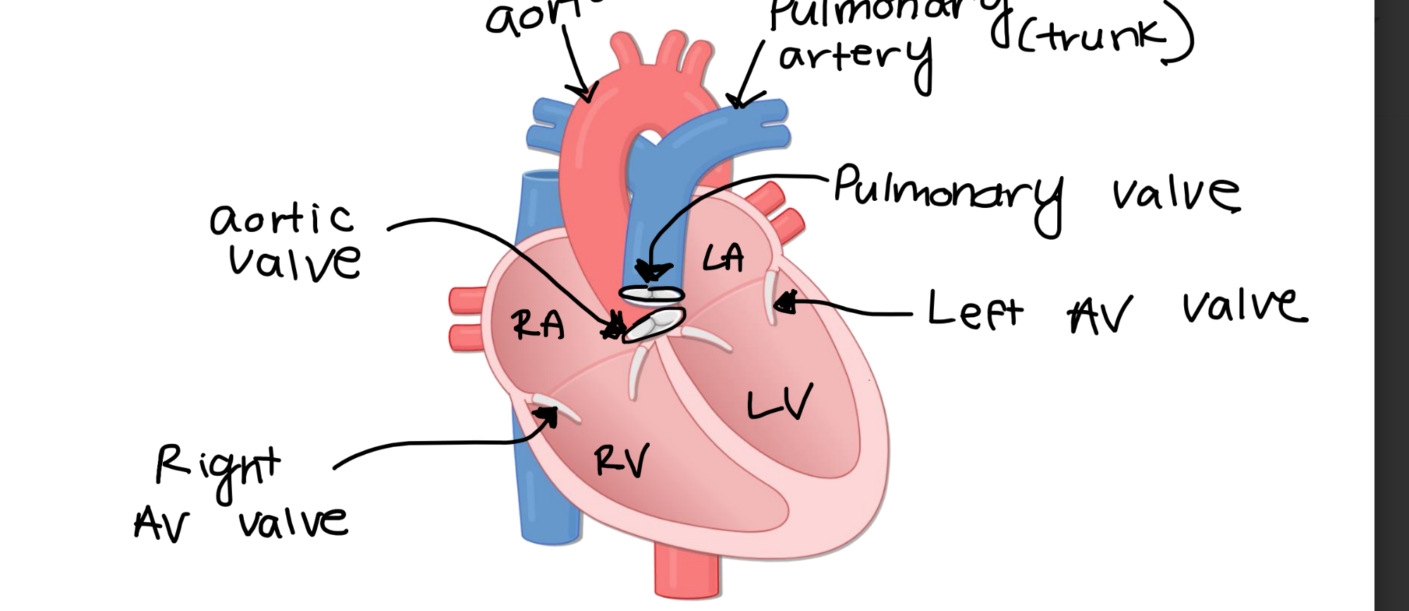 <p>left ventricle to the aorta.</p>