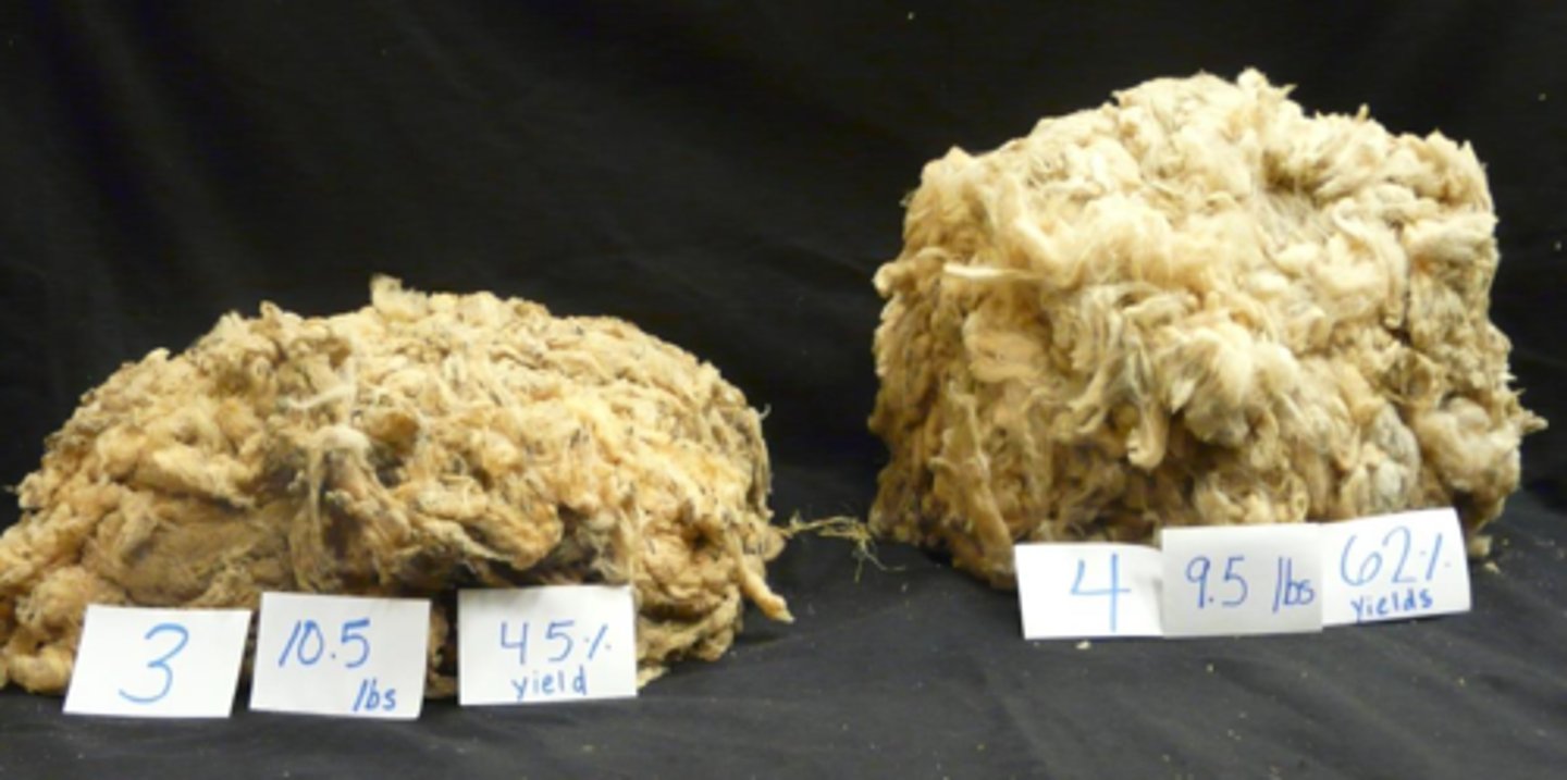 <p>Between 3 &amp; 4, which fleece would yield more total clean wool?</p>