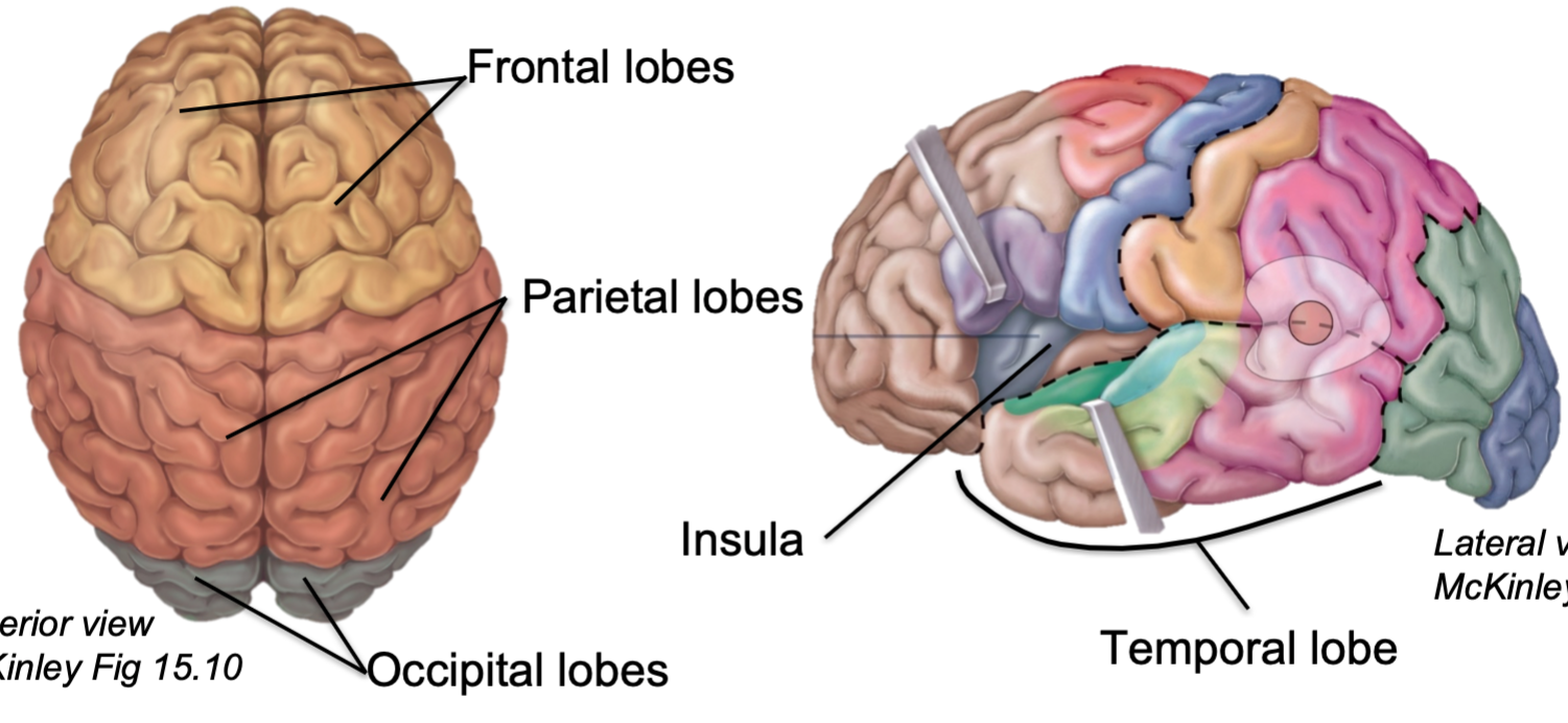 1. Divided into 2 halves
- Left and right hemispheres
2. Each hemisphere is divided into 5 distinct lobes
- Frontal
- Parietal
- Occipital
- Temporal
- Insula