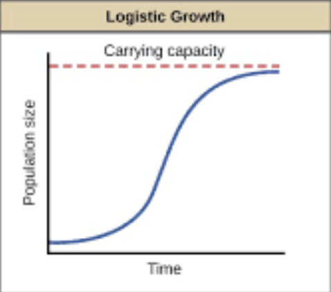 <ol><li><p>Initial exponential growth.</p></li><li><p>Decelerating growth rates.</p></li><li><p>Fluctuations around some “average” population size, often called <strong>K or carrying capacity</strong> of the environment.</p></li></ol>