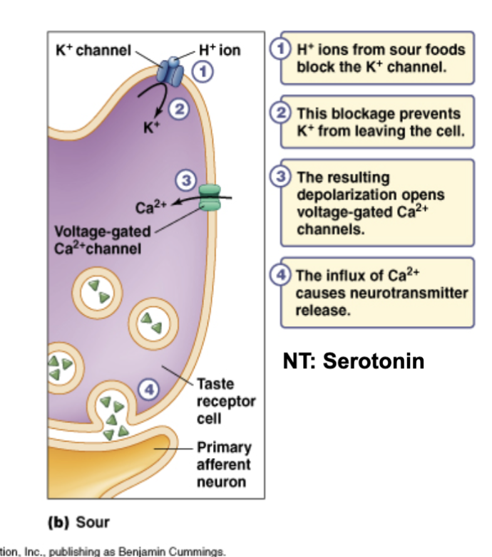 <ul><li><p>Sour: H+ through ion channel, depolarization, opens Ca2+ channels</p><ul><li><p>Nt serotonin</p><p></p></li></ul></li></ul><p></p>