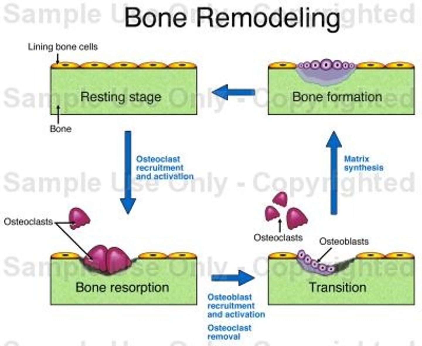 <p>The process by which bone is constantly renewed by the resorption and formation of the bone structure.</p>