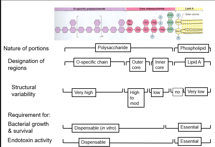 <p>there is a relationship between their structure, function and biological activity </p><p>Lipid A part responsible for septic shock</p><p></p>