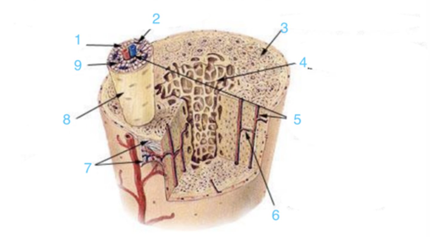 <p>3 represents ___ bone</p>