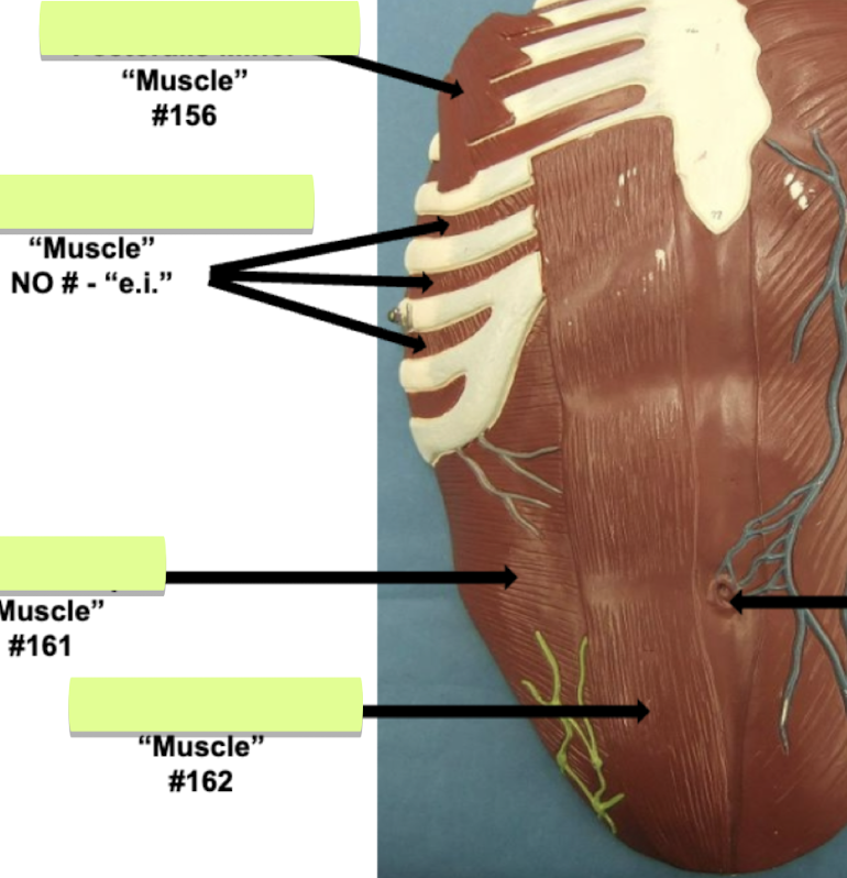 <p>Label muscle #162 </p>