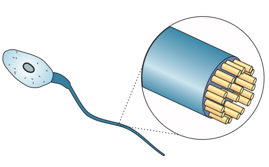 <ul><li><p>Longer than cilia</p></li><li><p>Surrounded by plasma membrane</p></li><li><p>Same 9 + 2 microtubule arrangement as cilia</p><ul><li><p>Function: microtubles contract to make flagellum move</p><ul><li><p>Propels cells forward (e.g. sperm cells)</p></li><li><p>Tip: In humans, only sperm cells have flagella</p></li><li><p>Tip: Singular = flagellum / plural = flagell</p></li></ul></li></ul></li></ul><p></p>