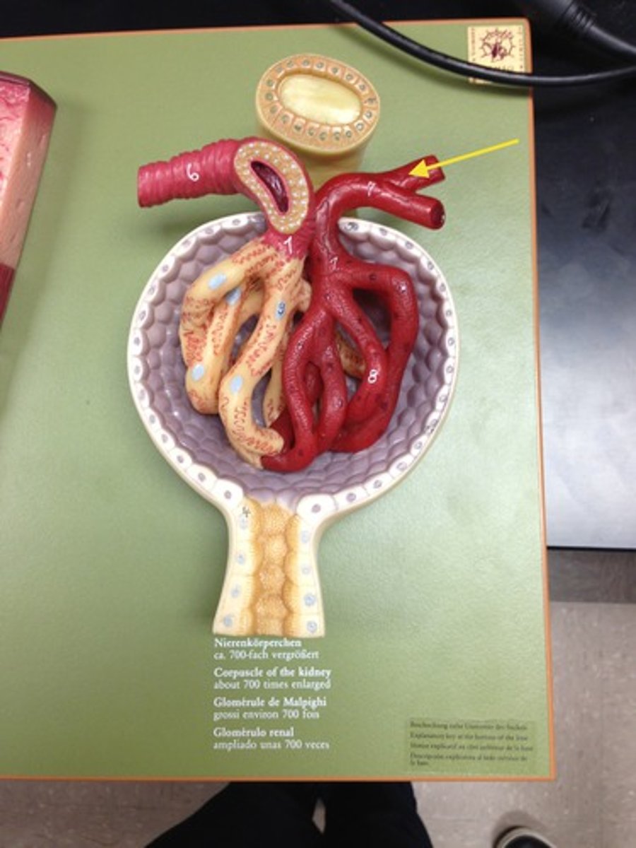 <p>Vessels exiting the glomerulus. Contains only 80% of the volume of the afferent arteriole since a fraction of blood plasma is filtered in the glomerulus.</p>