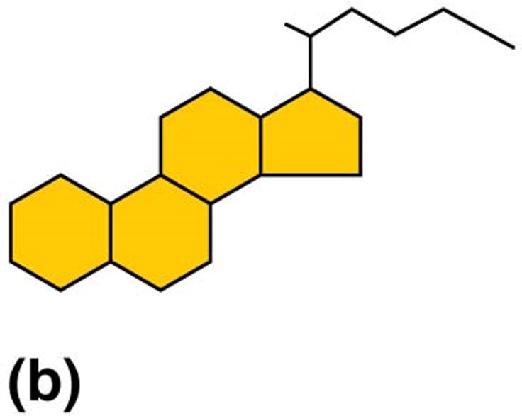What type of important membrane molecule is represented below?