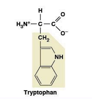 <ul><li><p><strong>Nonpolar, hydrophobic</strong></p></li><li><p><strong>R-group:</strong> indole ring</p></li><li><p>Strong <strong>UV absorbance (280 nm)</strong></p></li></ul><p></p>