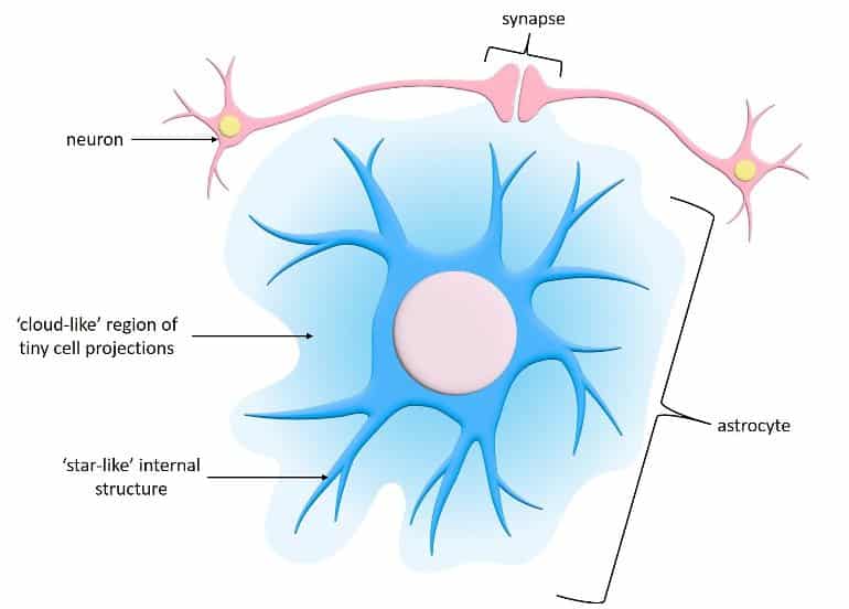 <p>abundant; star-shaped cells; brace neurons; connect blood vessels to neurons; form barrier between capillaries and neurons; control the chemical environment of the brain</p>