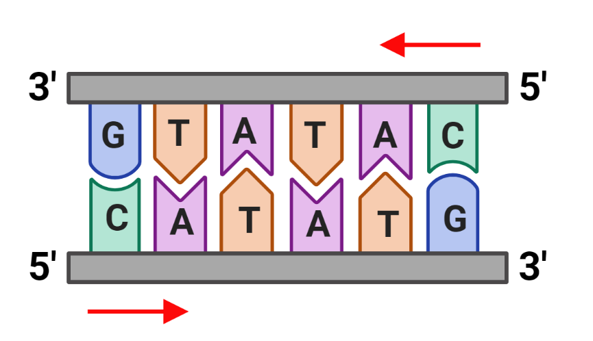 <p>DNA sequence that reads the same 3’ to 5’ on one strand, and 5’ to 3’ on the corresponding strand. </p>