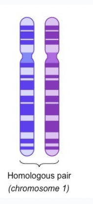 <p><span style="background-color: transparent; font-family: "Proxima Nova", sans-serif;"><strong><span>Homologous pairs</span></strong><span> can exchange segments during </span><strong><span>crossing over (increasing variation and driving evolution faster)</span></strong></span></p>