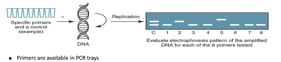 <ul><li><p>Primers are available in PCR trays.</p><ul><li><p>Low resolution—identifies antigen level.</p></li><li><p>High resolution—defines specific alleles for the antigen.</p></li></ul></li><li><p>Amplified DNA (amplicons) are assessed using gel electrophoresis.</p></li></ul><p></p>