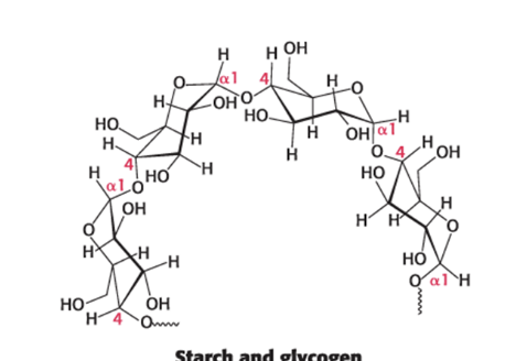 <p>determine polysaccharide structure: glucose storage in <strong>mammals</strong></p><ul><li><p><span>α-1,4 linkages favor <strong>bent, helical structures</strong> → more suitable for storage</span></p></li></ul><p></p>