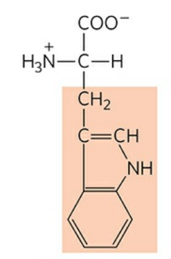 <p>Abbreviation: Trp, W</p>