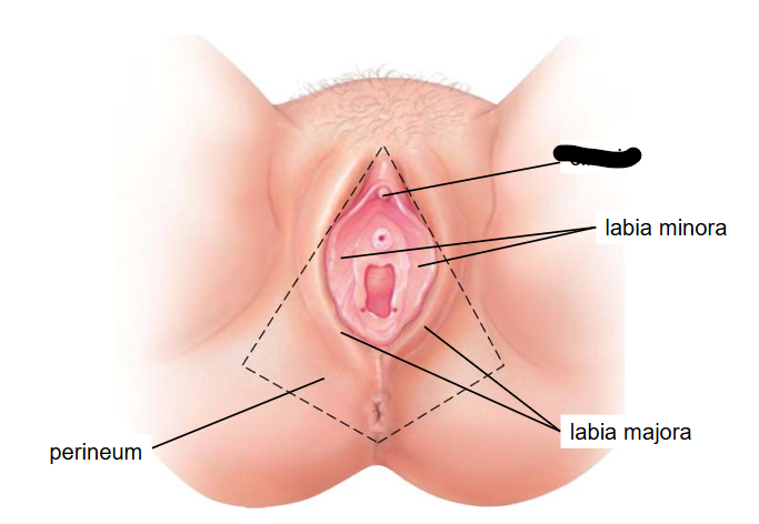 <p>(Female Reprod Structures) What is this within the Vulva</p>