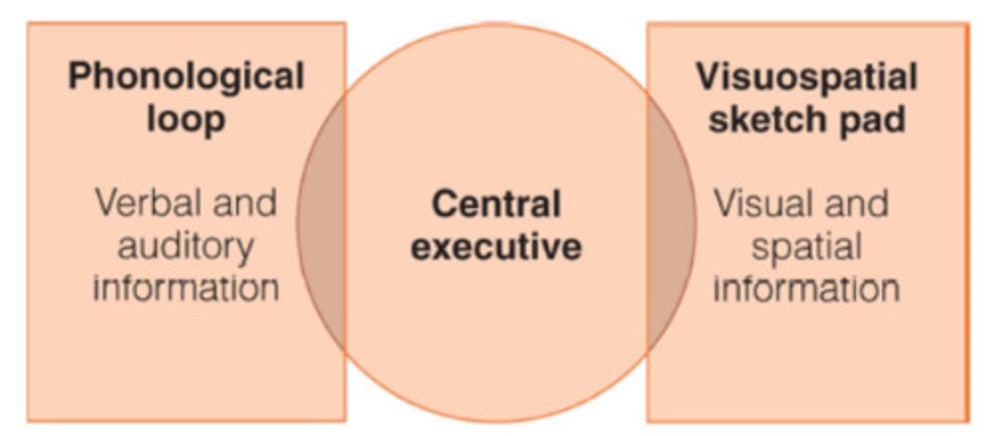 <p>The part of working memory that is responsible for monitoring and directing attention and other mental resources.</p>
