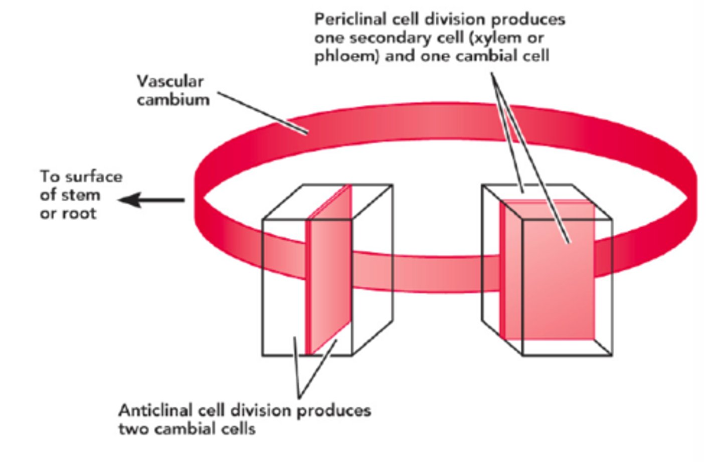 <p>two cambial cells (expands the cambium laterally)</p>