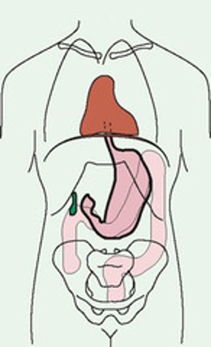<p>Approximately 50% of the population falls into this category. These body styles are considered average in shape and internal organ location</p>