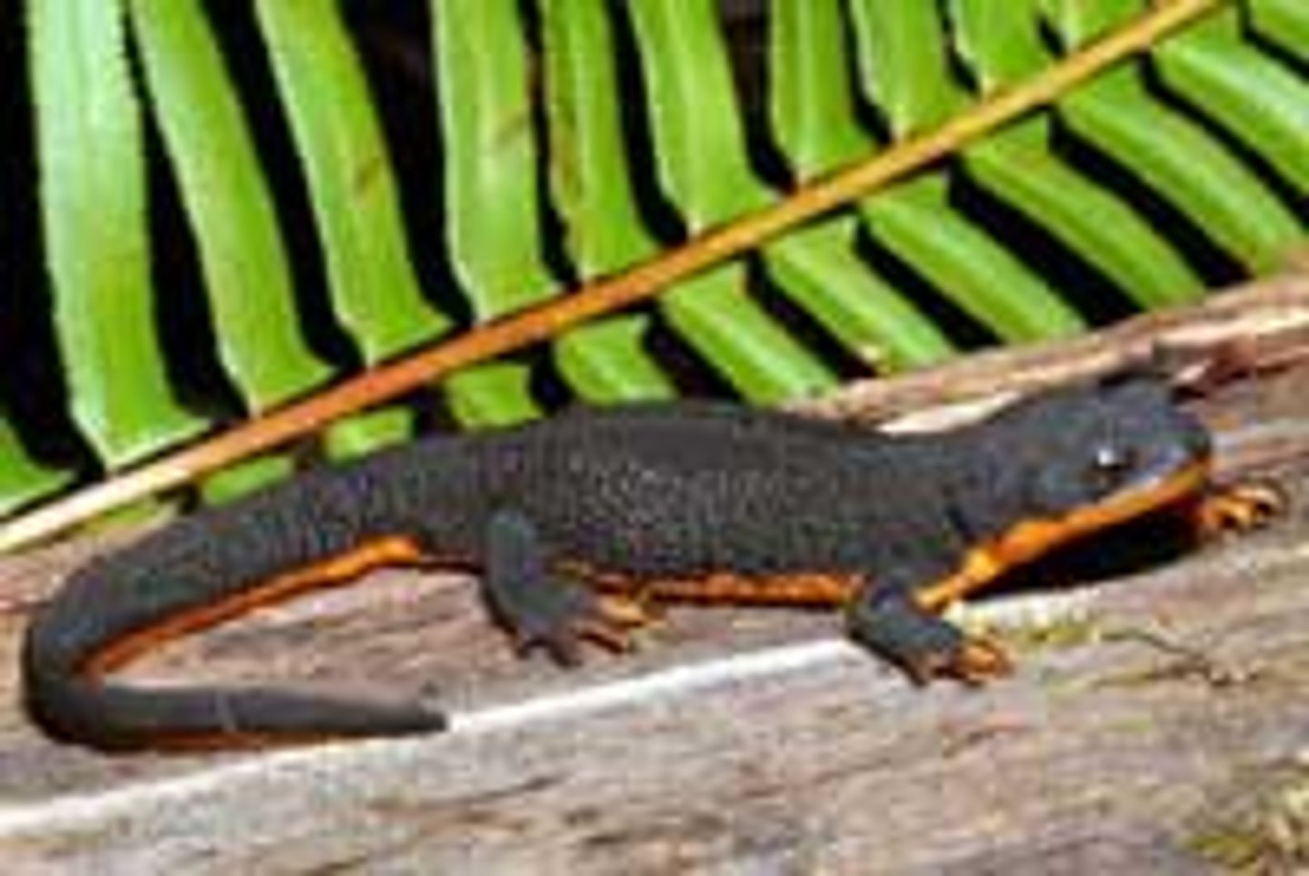 <p>True Salamanders and Newts</p><p>- Relatively small</p><p>- Lack gills and gill slits usually, present fuctional lungs</p><p>- Internal fertilization</p><p>Thick granular skin, numerous poison glandsm aposematic coloration</p><p>- Courtship displays, internal fertilization</p><p>- Carnivorous</p>