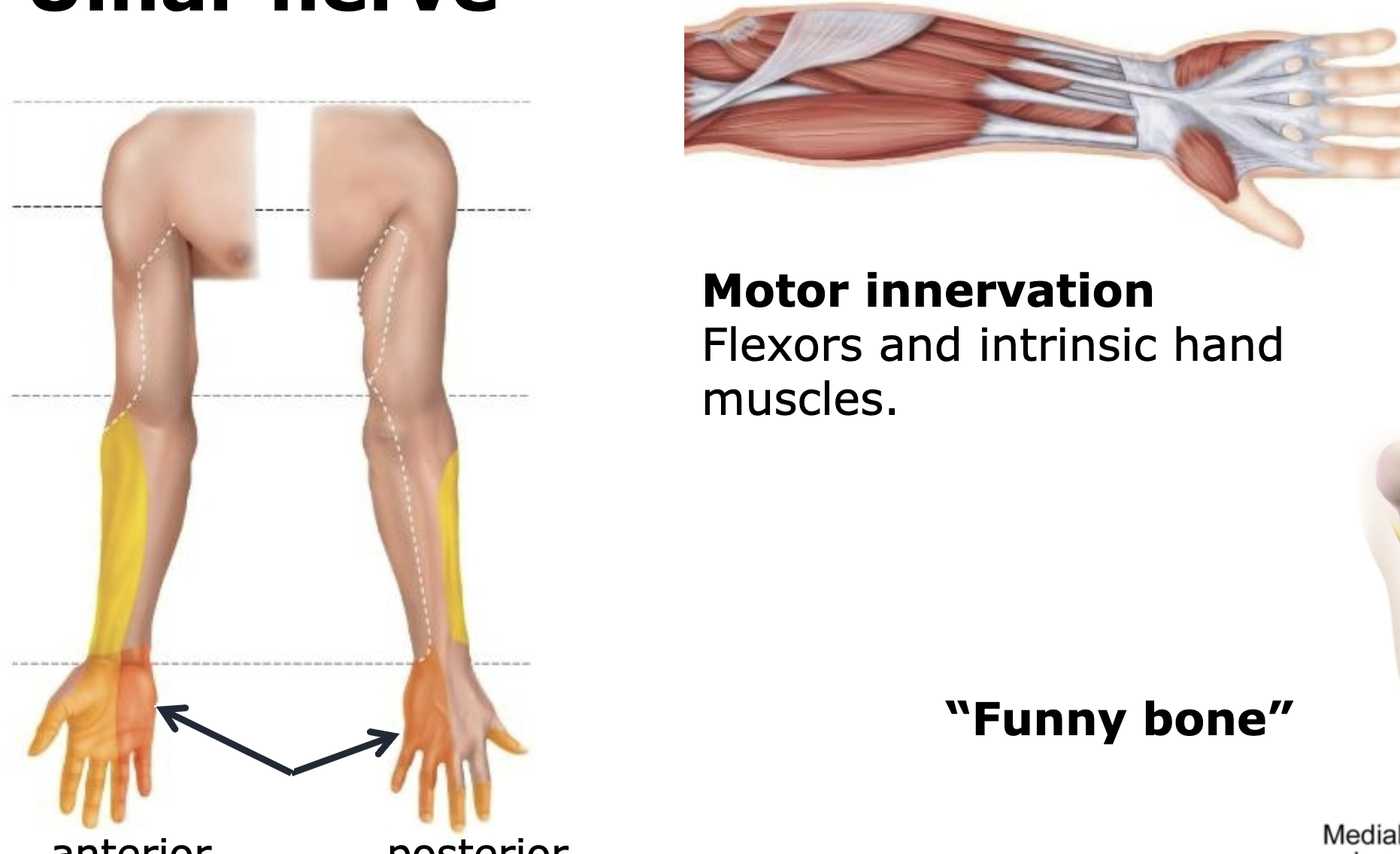 <p>Flexors, intrinsic hand muscles </p>