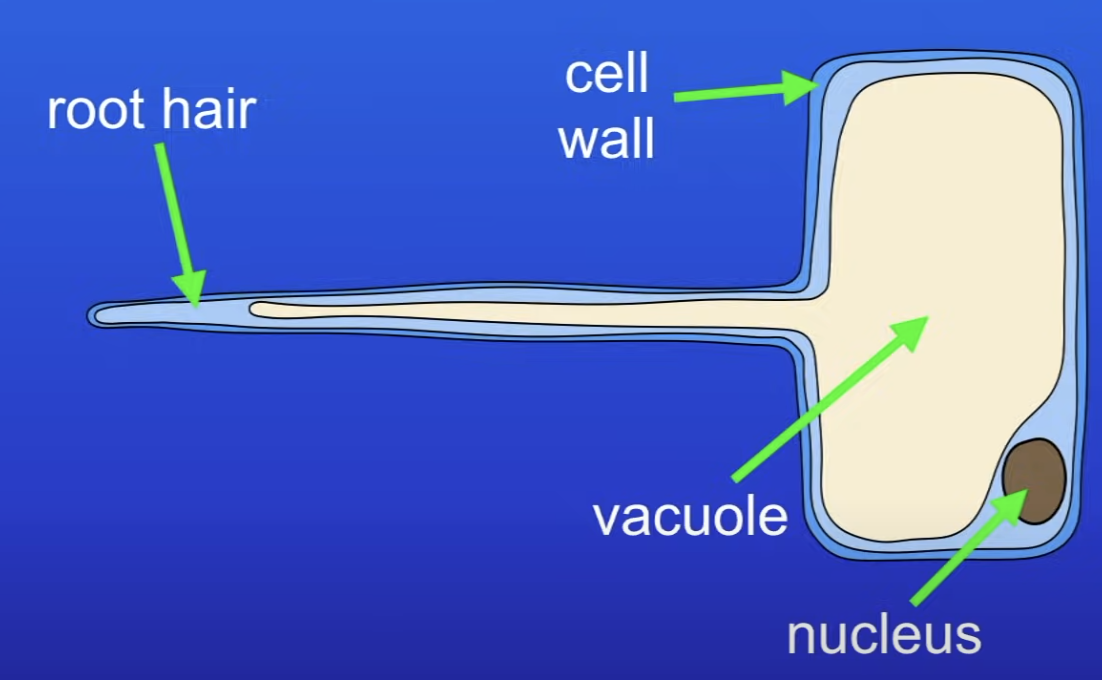 <p>Helps plant cell take up water + MI more efficiently</p>