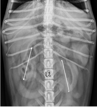 <p>dog - 2.5-3.5 x length L2</p><p>cat - 1.9-3.2 x length L2</p>