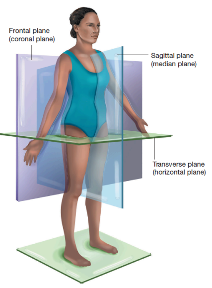 <p>vertically divides body into right and left sides </p>