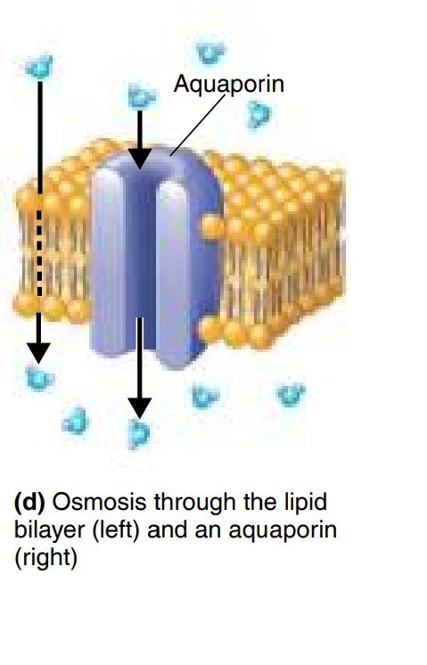 <p>Osmosis&nbsp;</p>