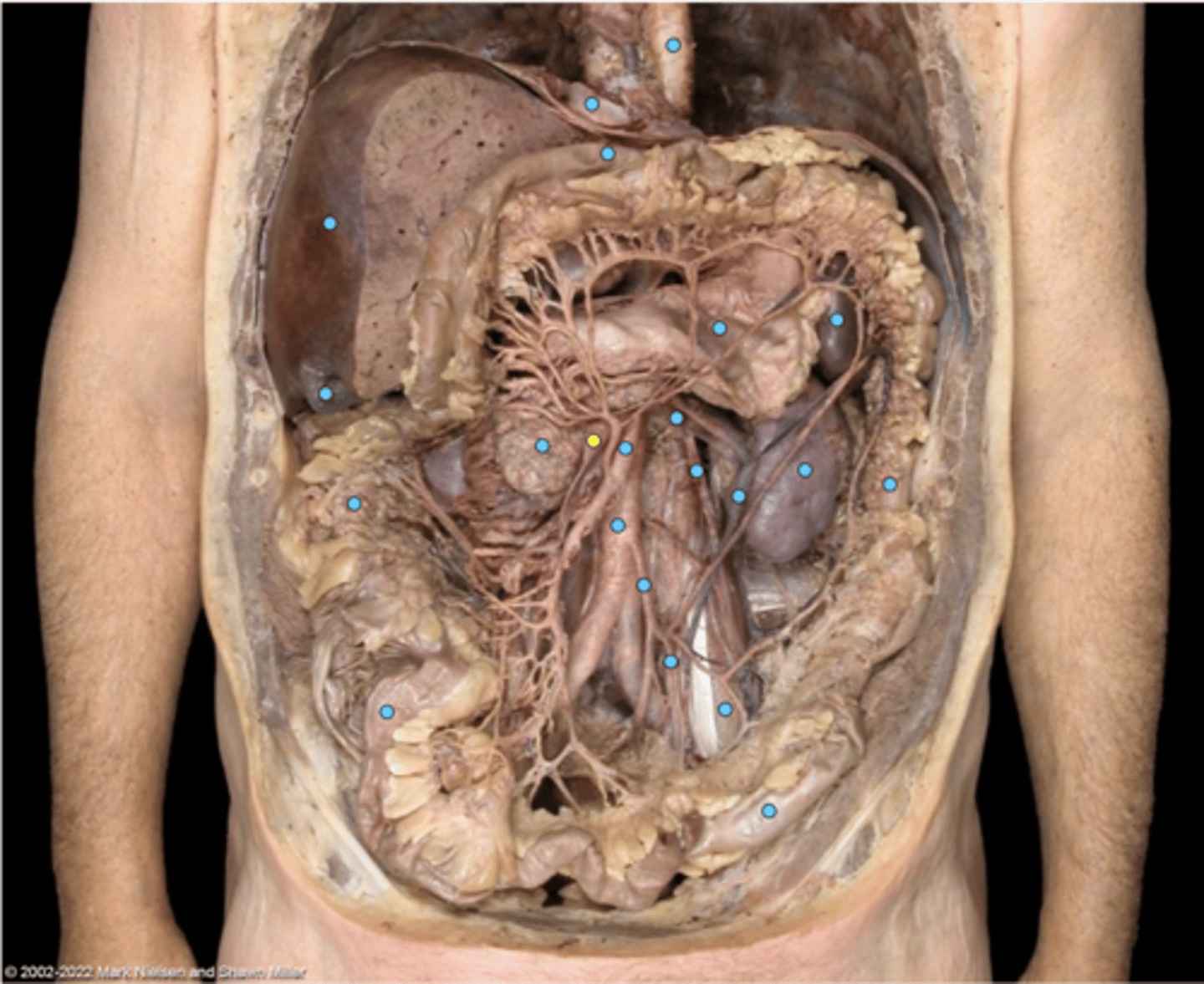 knowt flashcard image
