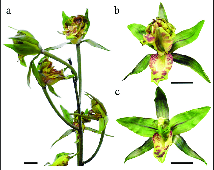 <p>observed in orchids and some basal angiosperms; fusion of sepals and petals; petaloid in structure and function</p>