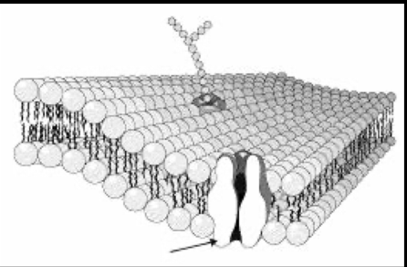 <p>Which part of the cell membrane is the arrow pointing to?</p>