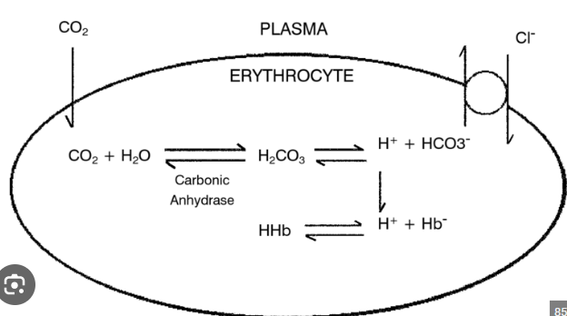 <p>As Co2 enters the parietal cells, it combines with water (H20) to form carbonic acid (H2Co3), which splits into bicarbonate and hydrogen by the enzyme carbonic anhydrase. The chloride shift facilitates the exchange of bicarbonate out of the cell for chloride ions. The chloride ion and hydrogen ion leave the parietal cell into the lumen and combine to form hydrochloric acid in the gastric lumen. </p>