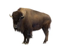 <p>con bò rừng, <span><strong>a </strong></span>large<span><strong> </strong></span>wild<span><strong> </strong></span>animal<span><strong>, </strong></span>similar<span><strong> to a </strong></span>cow<span><strong> but having a </strong></span>larger<span><strong> </strong></span>head<span><strong> and </strong></span>shoulders<span><strong> </strong></span>covered<span><strong> in </strong></span>hair<span><strong>, </strong></span>found<span><strong> in </strong></span>North<span><strong> </strong></span>America<span><strong> and </strong></span>Europe<span><strong>. The </strong></span>North<span><strong> American bison is also called a buffalo.</strong></span></p><p>It enjoyed a rather maritime climate with cooler summers that permitted the extension of tundra and steppe over its higher plateaux, and its year-round high levels of sunshine favoured the growth of the ground plants needed by reindeer, bison and horse.</p>