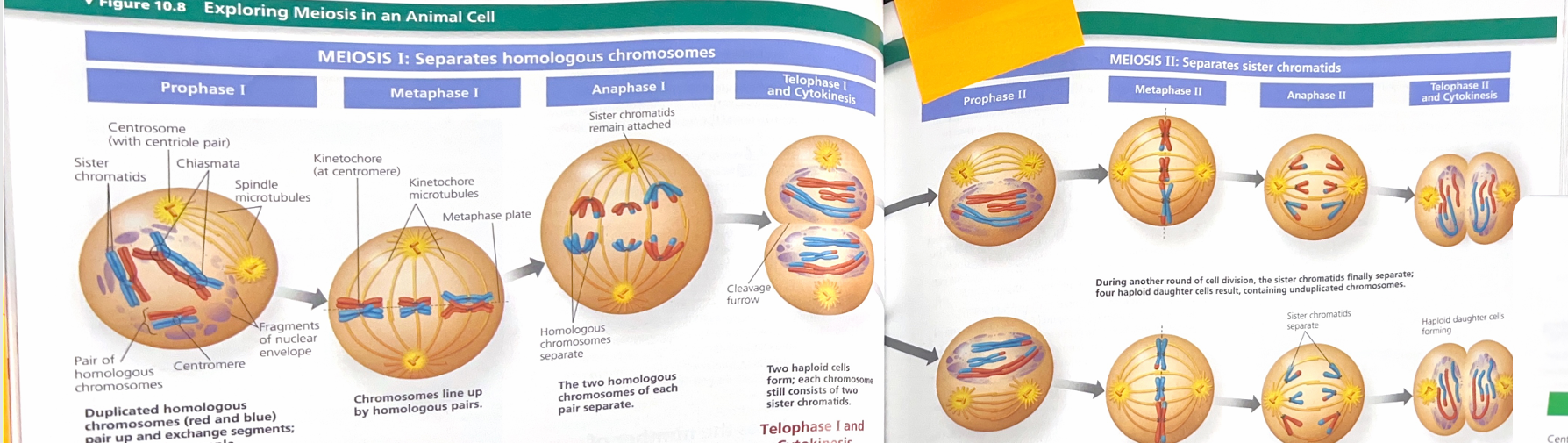 <p>Explain this image</p>