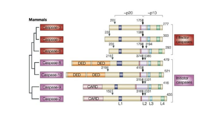 <p>A family of cysteine proteases</p><ul><li><p><span style="background-color: inherit; line-height: 22px; color: windowtext;"><span>Effector caspases require cleavage by initial caspases to become active&nbsp;</span></span><span style="line-height: 22px; color: windowtext;"><span>&nbsp;</span></span></p></li></ul><ol><li><p>initiator caspases- 8, 10, 9, 2</p></li><li><p>Effector caspases – “executors of apoptosis” 3, 7, 6</p></li></ol><p></p>