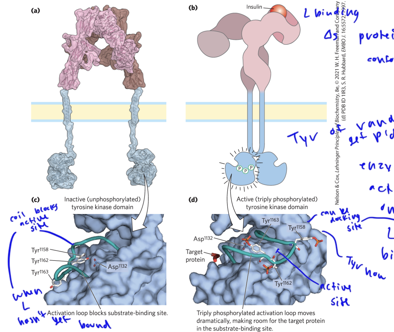 <ul><li><p>is an RTK and the ligand binds to one of the extracellular proteins of the receptor</p></li><li><p>once L binds, the two intracellular proteins move closer to each other and then phosphorylate each other</p></li><li><p>this phosphorylation at the tyrosines on the protein intracellular random coil causes the active site of the intracellular domains to open up, as the Tyr are no longer covering it</p><ul><li><p>before the random coil with the Tyr’s was covering the active site</p></li></ul></li><li><p>the P’d Tyr’s can serve as docking sites for SH2 and PTB binding domains</p></li></ul><p></p>
