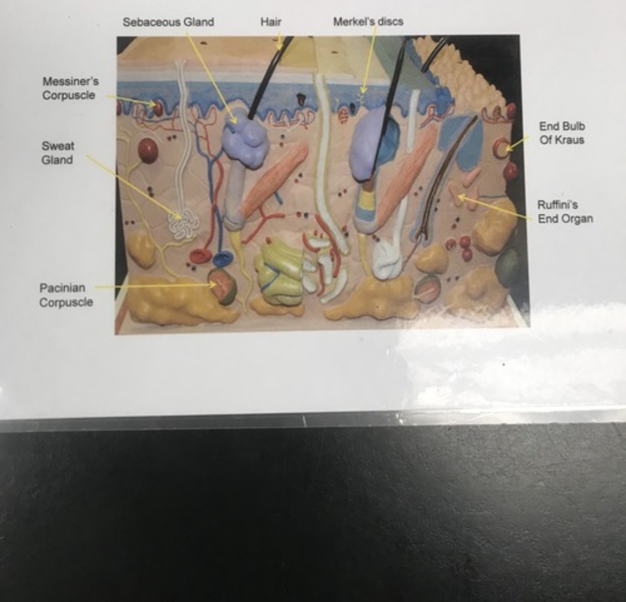 <p>Name the model</p>