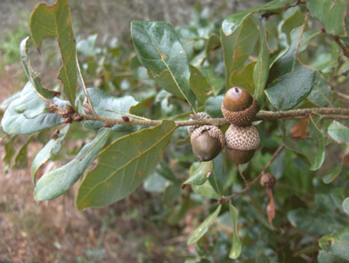 <p>-Wavy non-semetric leaves</p><p>-Look for acorns (more than groups of two)</p><ul><li><p>can have orange ombre</p></li></ul><p>-acorns are bowl shaped and can be green or brown</p>