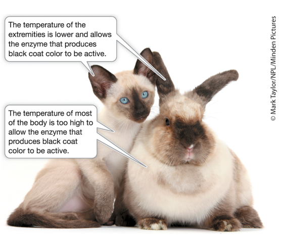<p>A mutation that alters phenotypes only under (restrictive) environmental conditions and is not detectable under free/unrestrictive/permissive conditions.<br><br><em>Ex. Point restriction phenotypes in Siamese cats and rabbits due to a temperature-sensitive (conditional, loss-of-function) mutation in a coat color gene.</em></p>