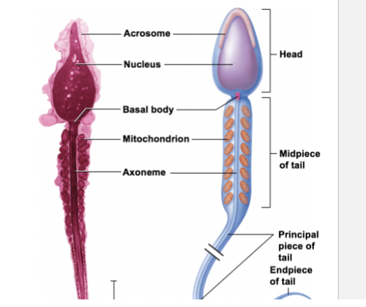 <ul><li><p>head </p><ul><li><p>nucleus </p></li><li><p>acrosome </p><ul><li><p>lysosome</p></li><li><p>enzymes to penetrate egg </p></li></ul></li><li><p>basal body of flagellum </p></li></ul></li><li><p>tail </p><ul><li><p>midpiece </p><ul><li><p>thick, many mitochondira to make ATP</p></li></ul></li><li><p>Principal piece </p></li><li><p>end piece </p></li></ul></li></ul><p></p>