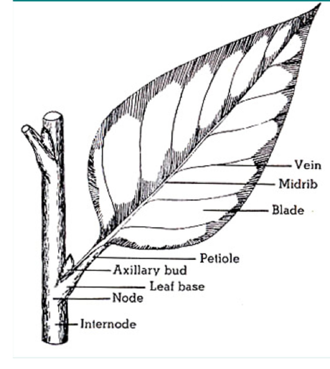 <p>blade, petiole, veins</p>