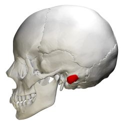 <ul><li><p>bony projection located behind the ear </p></li><li><p>can see best when the skull is placed from bottom facing up (the view where the foramen magnum is present)</p></li></ul><p></p>