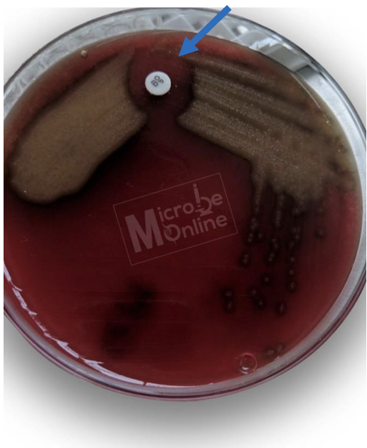 <p>-Most of S. Pneumoniae are sensitive to the chemical optochin (ethylhydrocupreine hydrochloride) hwile other a-hemolytic streptococcal species are resistant.</p><p>-Zone of inhibition is 14 mm or greater in diameter with 6 mm disk</p>