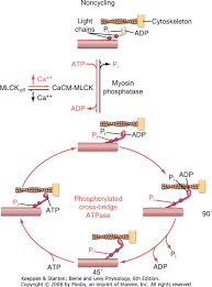 <p>Cross Bridge cycling in Smooth Muscle</p>