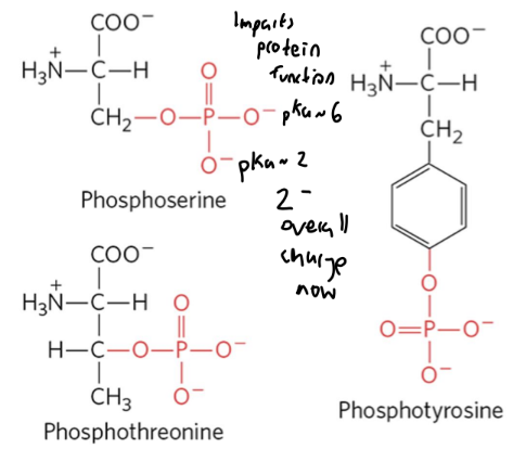 <p>Addition of a phosphate to Ser Thr or Tyr. Often causes a conformational change regulating protein activity. Catalyzed by<strong> kinases</strong> and <strong>phosphatases.</strong></p>