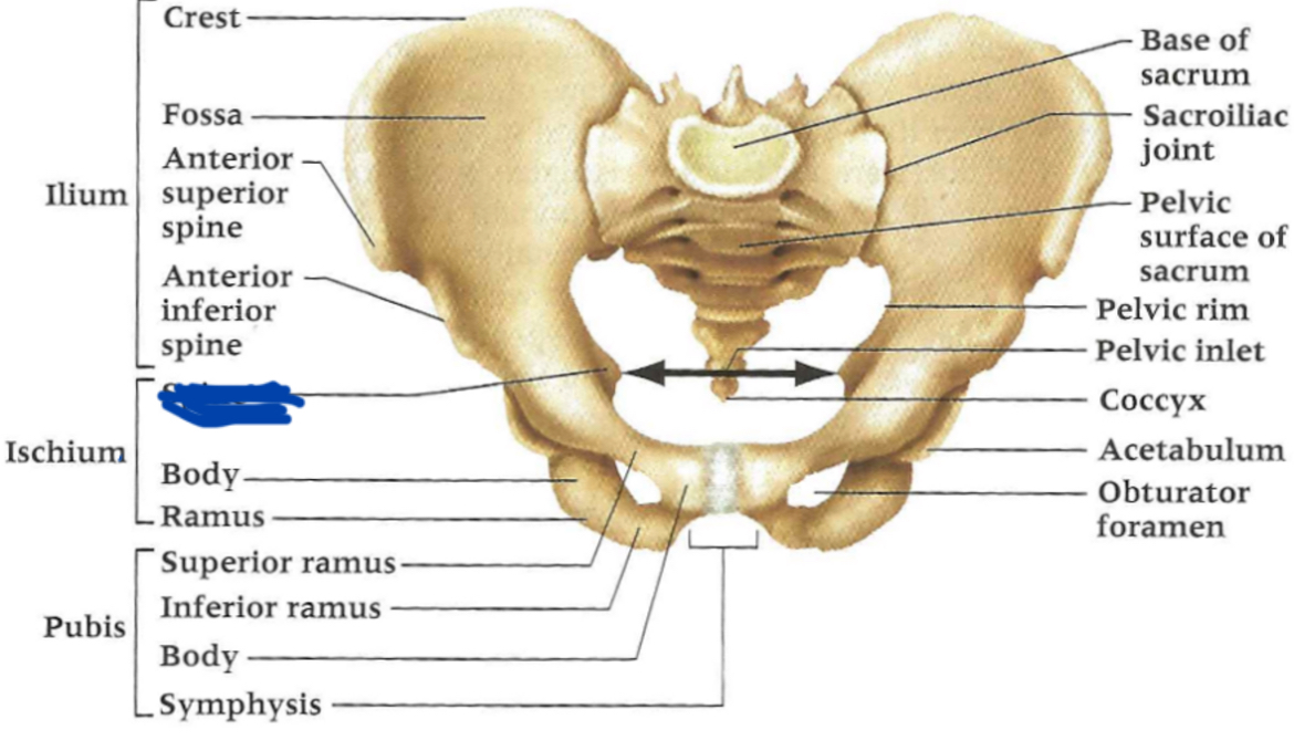 <p>Ischial ____</p>
