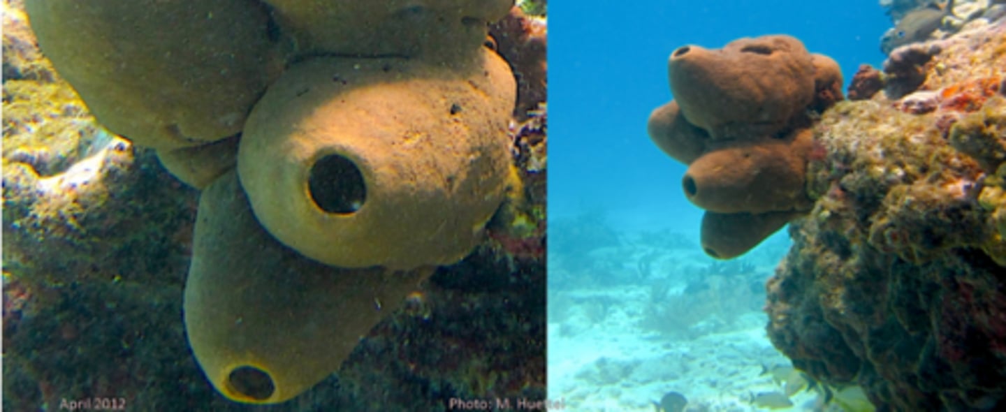 <p>Agelas tubulata</p>