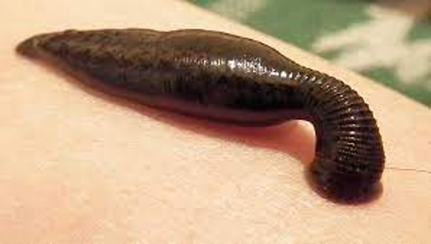 <p>leeches</p>
