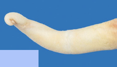 <p><span>The penis shown in this picture belongs to which species? What are the key characteristics?</span></p>
